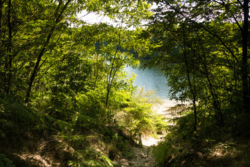 Fototapeta premium down to the lake