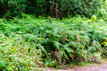 Fototapeta premium Phu Hin Rong Kla National Park, Phitsanulok Province
