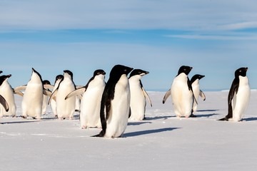 Fototapeta na wymiar My Adelie penguin friends