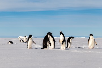 My Adelie penguin friends