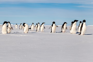 My Adelie penguin friends