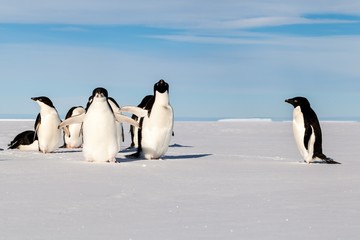 My Adelie penguin friends