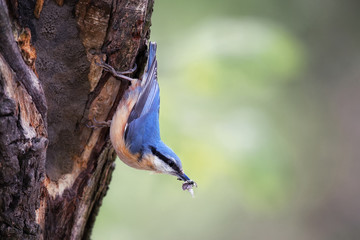 Kleiber an Nisthöhle