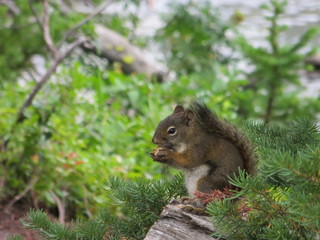 Eichhörnchen im Grand Teton Nationalpark