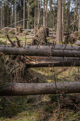 Destroyed forest