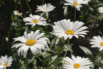 Obraz premium Many white daisies