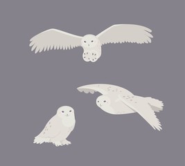 Cute snowy owl sitting, flies, attack.