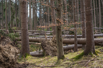 Destroyed forest