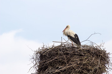 Storch im Nest