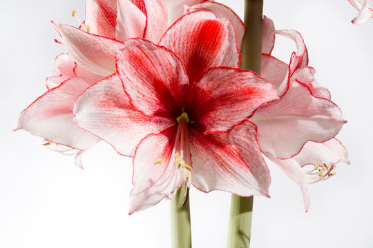 Hippeastrum Amaryllis Charisma, Dutch hybride, white-pink flower