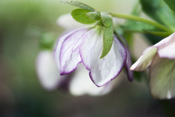 Pink and White Lenten Rose