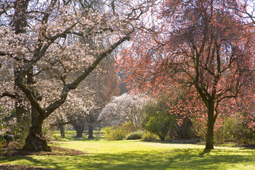 Christchurch Blossom in Hagley Park
