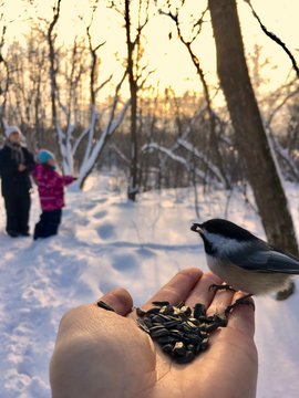 m&eacute;sange &agrave; t&ecirc;te noire