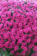 beautiful display of fuchsia chrysanthemums in full bloom