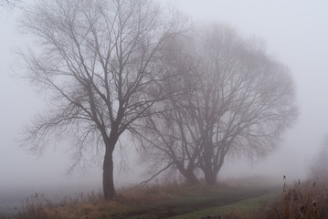 drzewa we mgle nad brzegiem wody