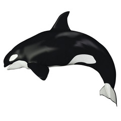 Obraz premium Orca Female Whale - The Killer Whale also known as Orca is one of the largest predators of the oceans and is very intelligent.
