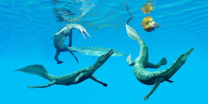 Mesosaurus Marine Reptiles - Mesosaurus reptiles go after an Ammonite which was a frequent prey in the oceans of the Permian Period.