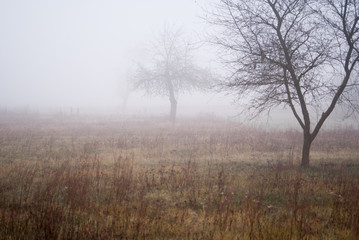 Fototapeta na wymiar sad we mgle