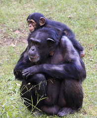 Chimpanzee
