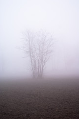 drzewo we mgle na polu - obrazy, fototapety, plakaty
