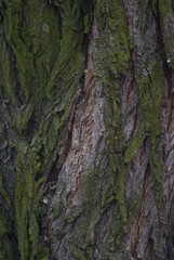 kora drzewa porośnięta porostami