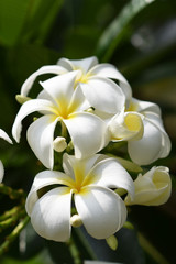 Fototapeta na wymiar closeup of white plumeria flowers in the garden