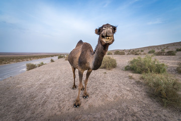 Chameau dromadaire sur le désert de Maranjab en Iran