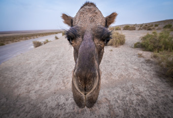 Portrait of camel on Maranjab Desert in Iran