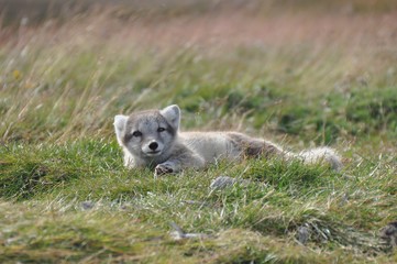 cute silver puppy of arctic fox in summer sun, Iceland