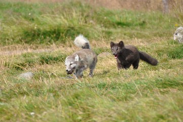 Fototapeta premium two puppies of arctic fox playing