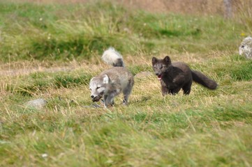 two puppies of arctic fox playing