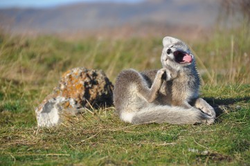 cute silver puppy of arctic fox in summer sun, Iceland
