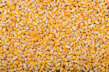 Whole yellow corn background