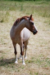 Pferd Appaloosa