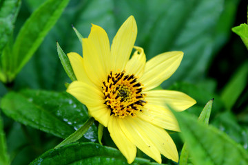Helenium Lemon Queen
