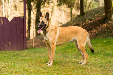Une femelle malinois en portrait.