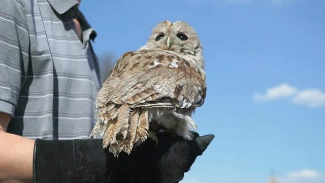 Man holding on his hand the owl to attract attention outdoors