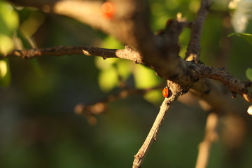 Ladybug on tree
