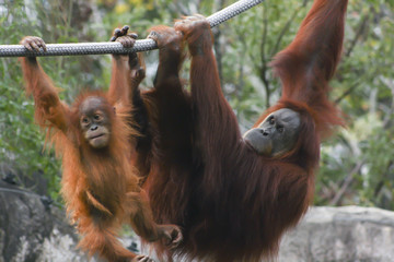 Naklejka premium Orangutans