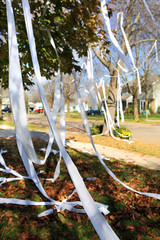 Tee Peed Trees