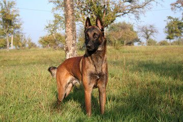 Berger belge malinois en prairie