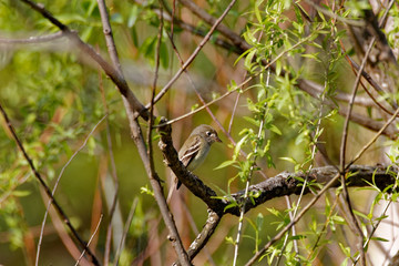 A Yellow-bellied Flycatcher sits in a tree. These Tyrant Flycatchers pass through Iowa during migration. 