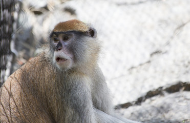 Patas Monkey