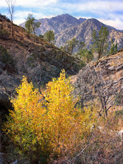 Cannell Creek Canyon