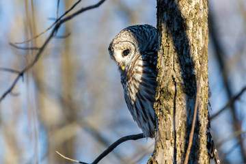 The barred owl is a large typical owl native to North America. Best known as the hoot owl for its distinctive call, it goes by many other names, including eight hooter, rain, wood  and striped owl. 