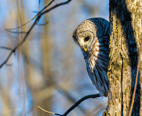 The barred owl is a large typical owl native to North America. Best known as the hoot owl for its distinctive call, it goes by many other names, including eight hooter, rain, wood  and striped owl. 