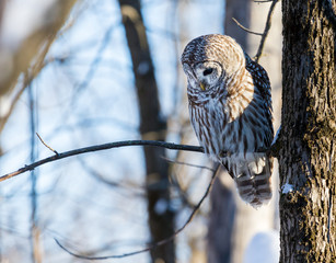 The barred owl is a large typical owl native to North America. Best known as the hoot owl for its distinctive call, it goes by many other names, including eight hooter, rain, wood  and striped owl. 