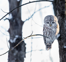 The barred owl is a large typical owl native to North America. Best known as the hoot owl for its...