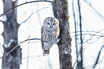 The barred owl is a large typical owl native to North America. Best known as the hoot owl for its distinctive call, it goes by many other names, including eight hooter, rain, wood  and striped owl. 