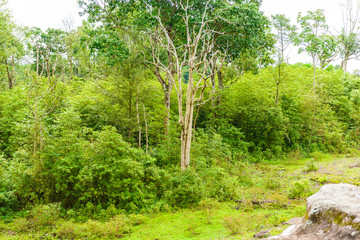 Fototapeta na wymiar Phu Hin Rong Kla National Park, Phitsanulok Province